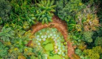 Aerial view of clearing in trees