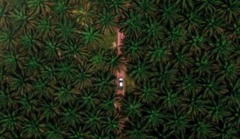 Aerial view of palm oil trees