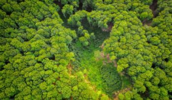 Aerial view of rainforest