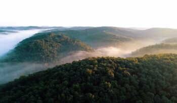 Aerial view of rainforest