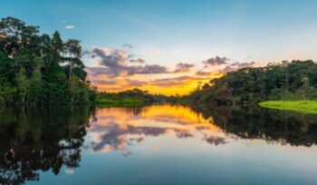 Amazon River Rainforest