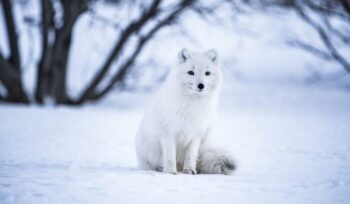 Arctic fox