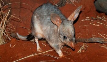 Australian Bilby