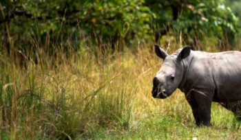 Baby rhino|lucas alexander unsplash