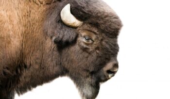 Bison