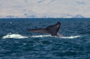 px Blue whale tail