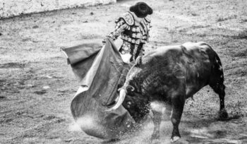 Bull and bullfighter in the ring