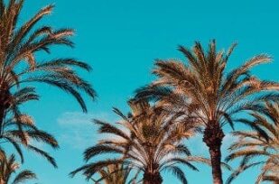 California palm trees|California land