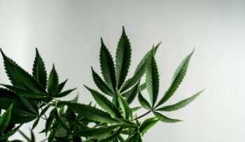 Cannabis leaves|roberto valdivia unsplash