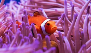 Clown fish