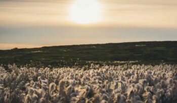 Cotton field