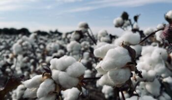 Cotton growing in field