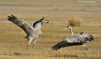 Cranes (birds)