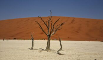 Dead Camel wood trees survived very long times in the dead vlej