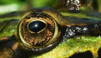 Eye of a reptile of amphibian