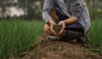 Farmer holding soil and pouring to ground