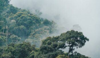 Forest and clouds