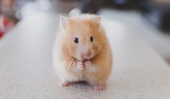 Hamster|ricky kharawala adK Vu DEQ unsplash