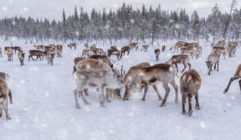 Herd of caribou