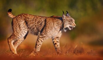 Iberian lynx