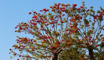 Indian coral tree