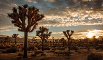 Joshua trees|todd cravens unsplash