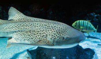 Leopard shark / Zebra shark