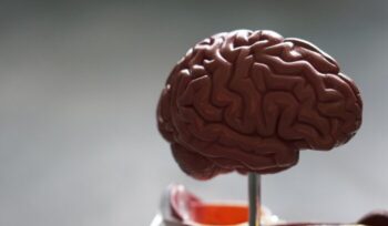 Life-size model of a human brain