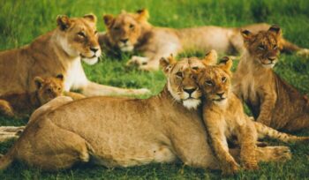 Lionesses and cubs