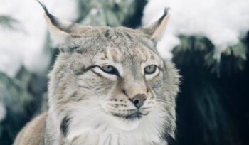 Lynx