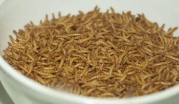 Mealworms