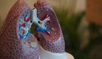 Model lungs|samuel zeller unsplash