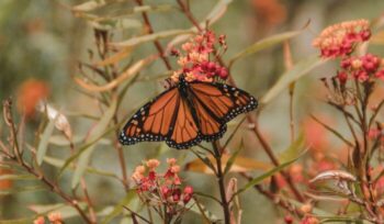 Monarch butterfly