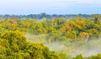 Morning fog over the brazilian rainforest in Brazil