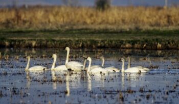 Nervous Swans in the Rice Fields