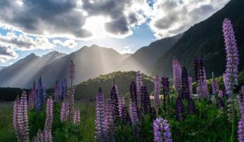 New Zealand landscape