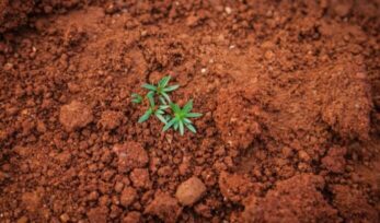 Plant growing out of soil