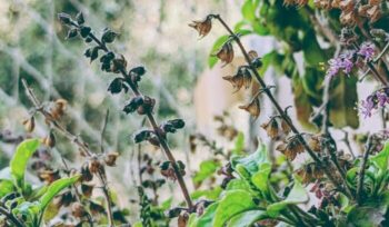 Plant with flowers