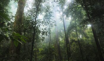 Rainforest scene