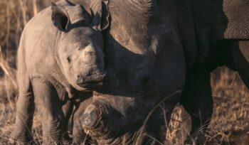 Rhino and baby