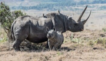 Rhino and calf|david clode zsalJqyCY M unsplash