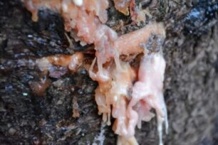 Sap from a tree