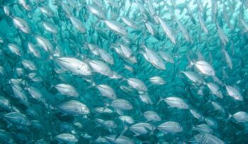 School of fish