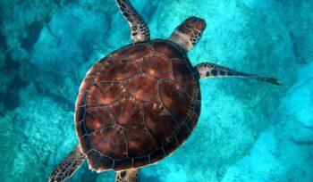 Sea turtle