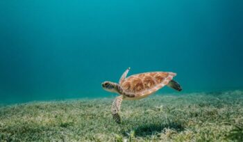 Sea turtle swimming|mitch lensink TNnJbUv ck unsplash