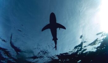 Shark from below