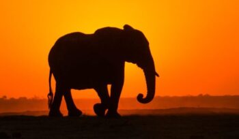 Silhouette of an elephant