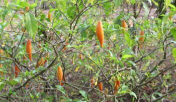 Tabernanthe iboga plant