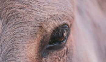 The eye of a horse