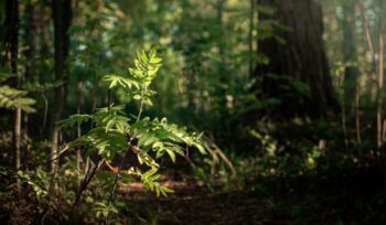 Tree in a forest